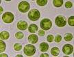 Yaeyama Chlorella is 4 tot 8 micron groot, groen supervoedsel